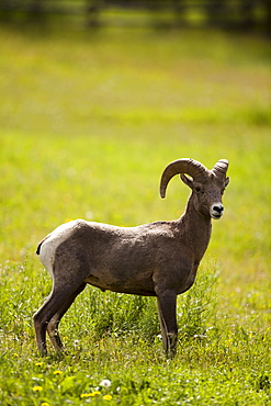 USA, Colorado, Bighorn ram