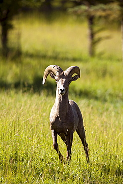 USA, Colorado, Bighorn ram