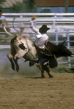 USA, Colorado, Rodeo rider in action