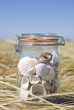 USA, Massachusetts, close up of shells in jar