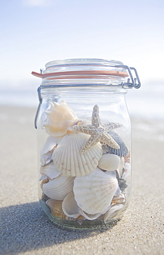 USA, Massachusetts, close up of shells in jar