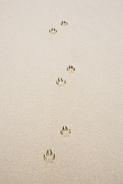 Dog's track on sand