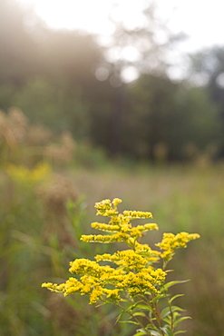 Golden Rod (Solidago virgaurea minuta)