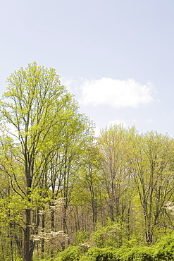 Spring woodland