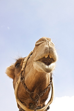 Camel (Camelus dromedarius) head