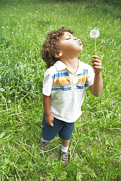 Young child blowing dandelion seed head