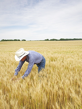 Farmer standing in wheat field