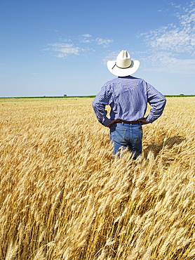 Farmer standing in wheat field