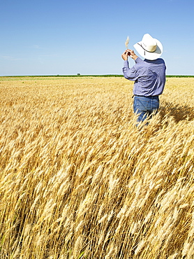 Farmer standing in wheat field