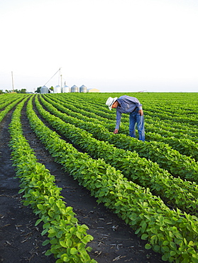 Farmer examining his crop