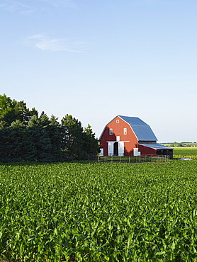 Corn field