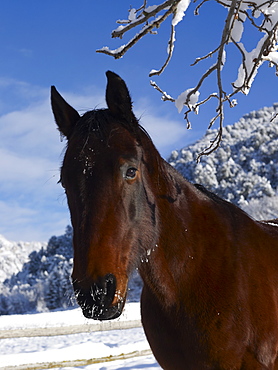 Brown horse in winter