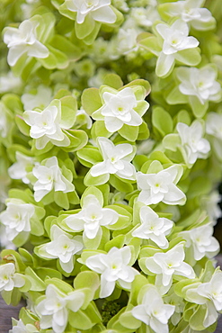 Oak leaf hydrangea flowers