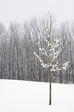 Bare trees in winter