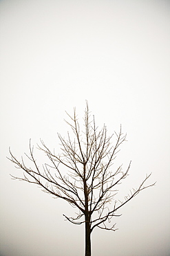 Bare tree in winter