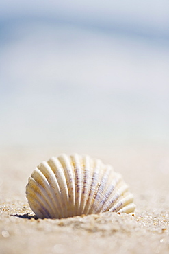 Sea shell