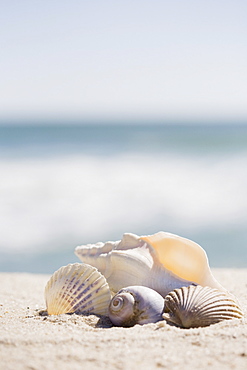 Beach shells