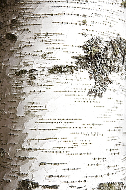 Birch bark