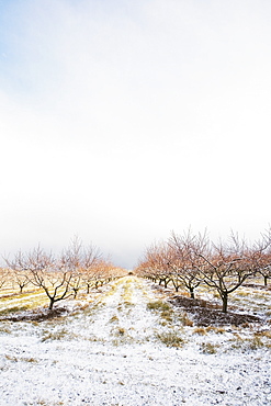 Apple orchard in winter