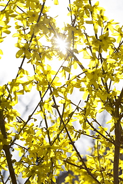 Yellow flowers