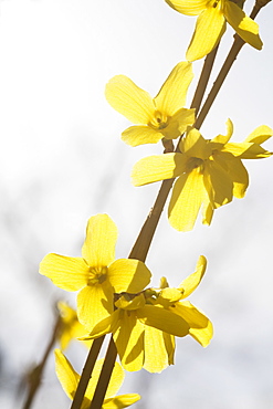 Yellow flowers