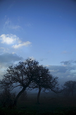 Trees on field in fog, Carbondale, Colorado, USA