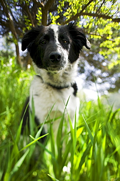 Dog sitting in grass