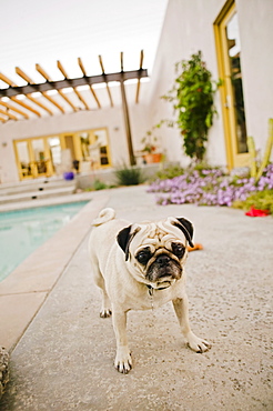 Pug by swimming pool in backyard