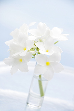 Tropical flowers in vase