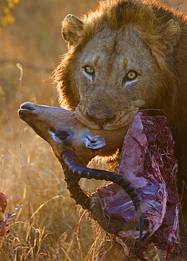 Close up of lion holding carcass in mouth