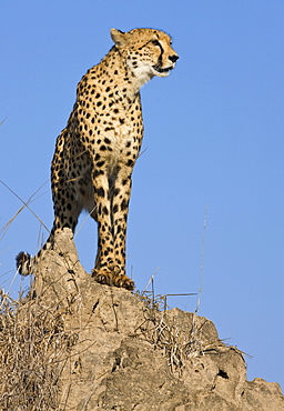 Cheetah standing on rock