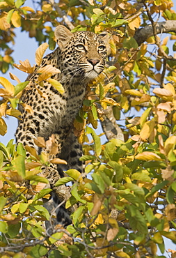 Leopard in tree