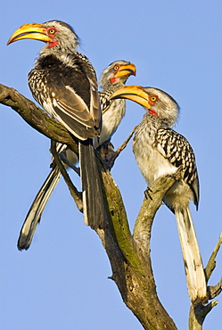 Three birds perched on tree branch