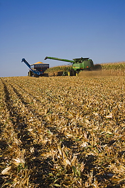 Combine harvesting in corn field