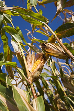 Close up of corn on stalks