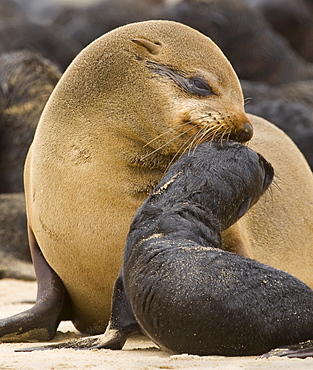 South African Fur Seal, mother and baby, Namibia, Africa