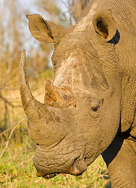 Close up of White Rhinoceros, Greater Kruger National Park, South Africa