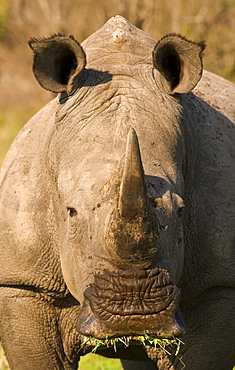 Close up of White Rhinoceros, Greater Kruger National Park, South Africa