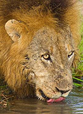 Male lion drinking, Greater Kruger National Park, South Africa