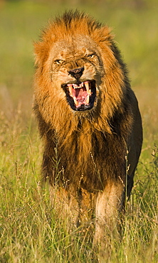 Male lion roaring, Greater Kruger National Park, South Africa