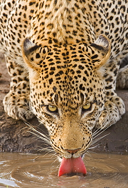 Leopard drinking, Greater Kruger National Park, South Africa