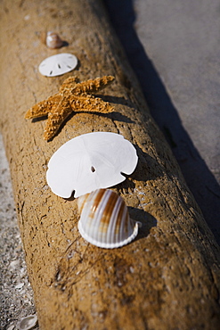 Starfish, sand dollars and shells on log, Florida, United States