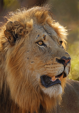 Close up of male lion