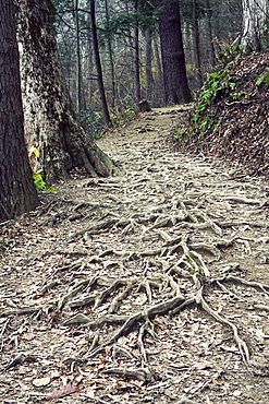 USA, Tennessee, Great Smoky Mountains National Park, Path in forest