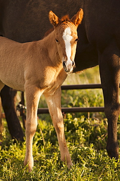 USA, Utah, Lehi, Foal with mother