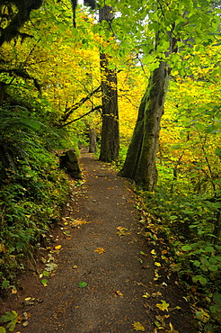 USA, Oregon, Multnomah County, Path in forest