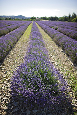 France, Drome, Piegros-la-Clastre, Lavender field