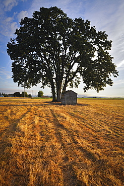 USA, Oregon, Marion County, Oak tree and shack in field