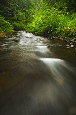 USA, Oregon, Silver Falls State Park, Silver Creek