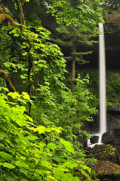 USA, Oregon, Silver Falls State Park, North Falls